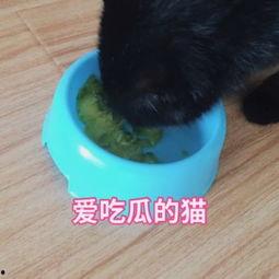 娱乐吃瓜猫咪视频大全最新